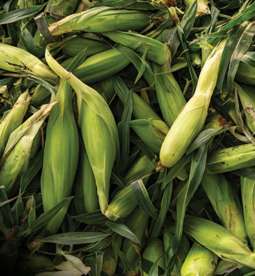 A close up of a pile of unhusked corn.