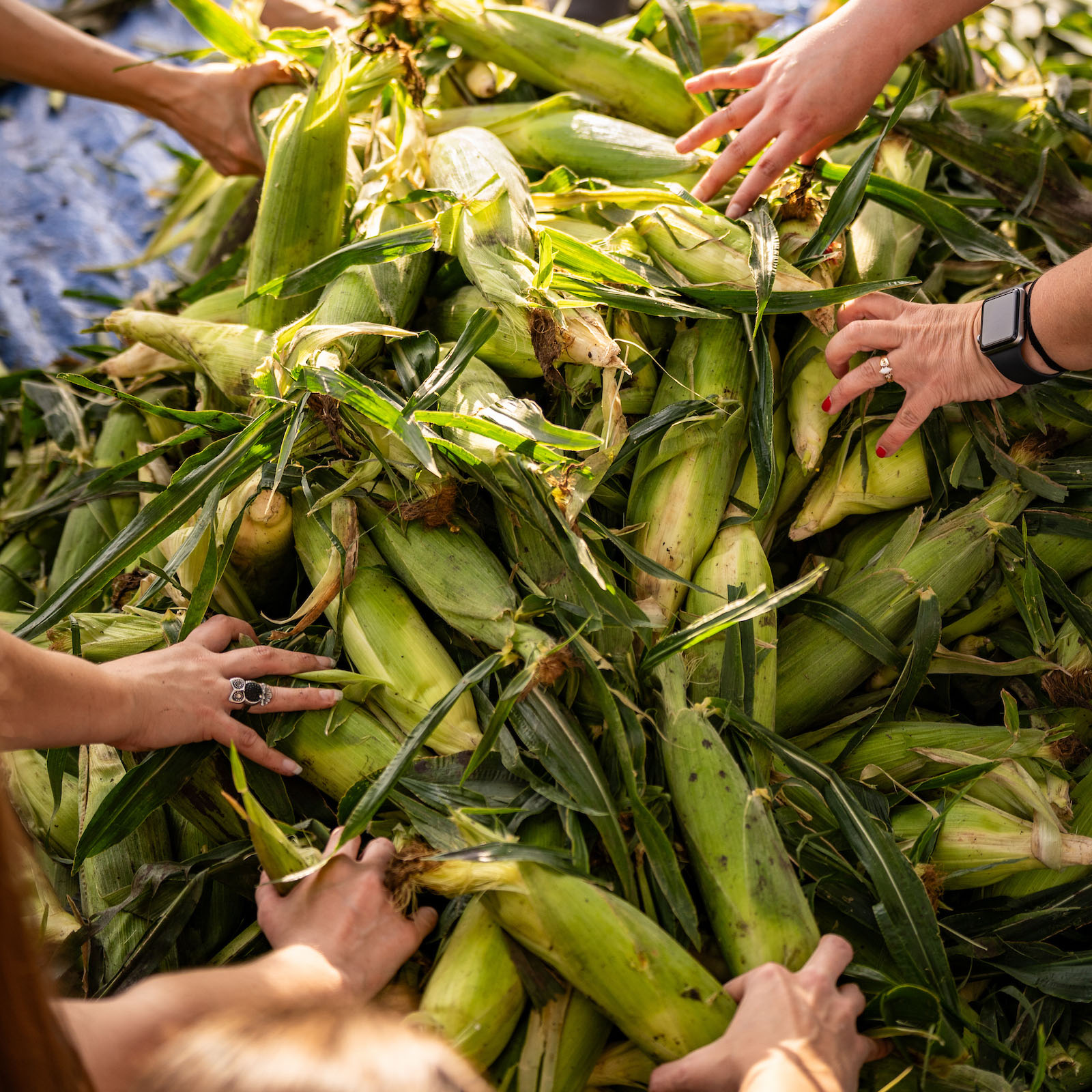 Employee hands grabbing corn cobs from a pile.
