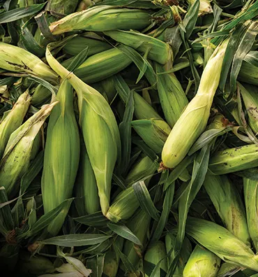 A close up of a pile of unhusked corn.